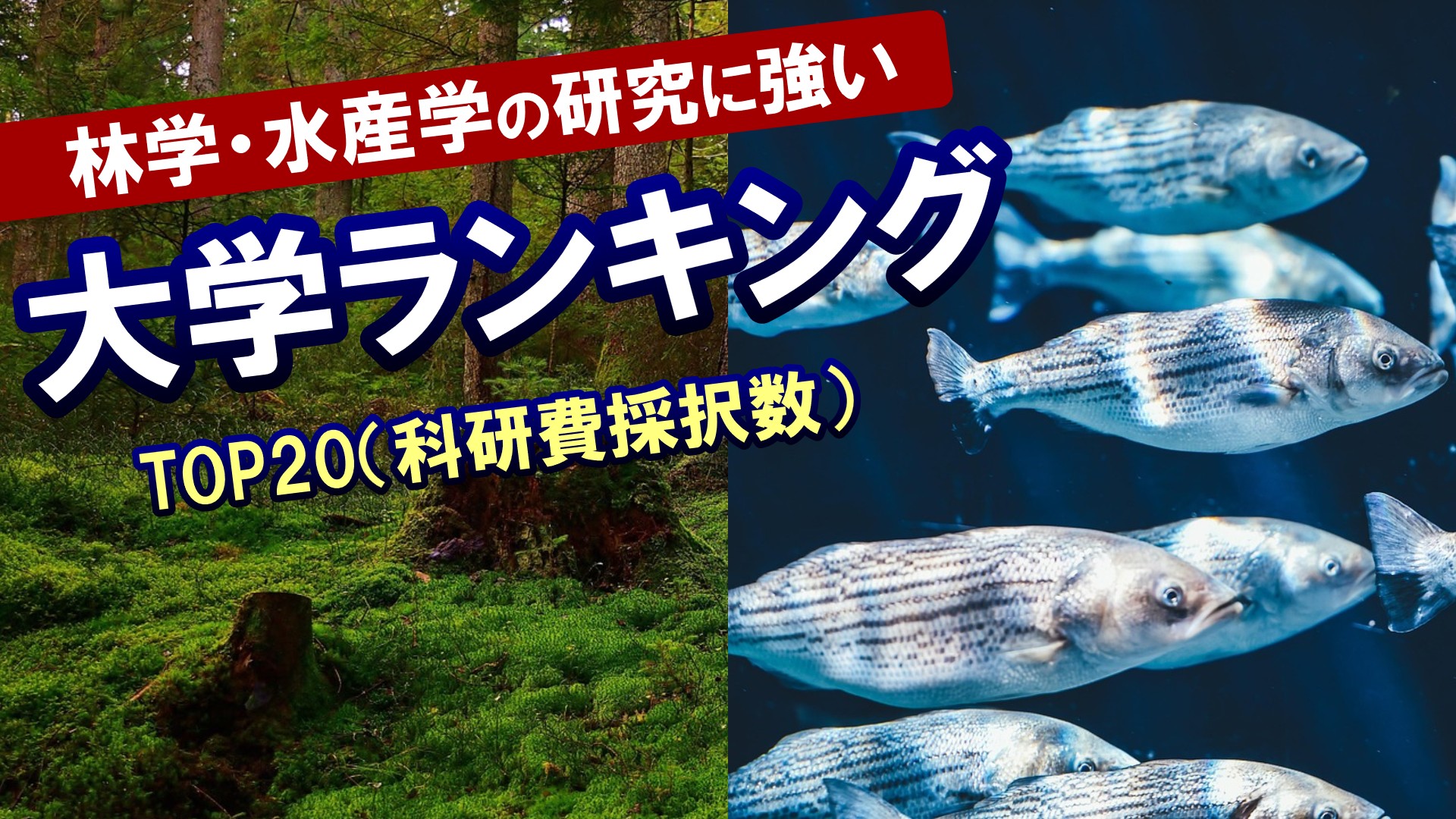 林学・水産学の研究に強い大学ランキングTOP20（科研費採択数）